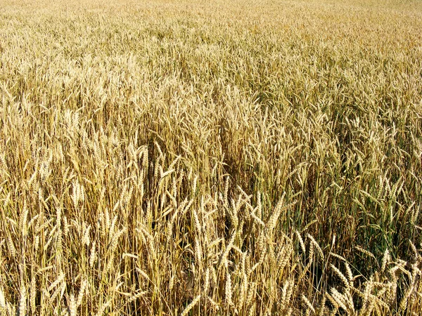 Orejas de trigo dorado antes de la cosecha — Foto de Stock