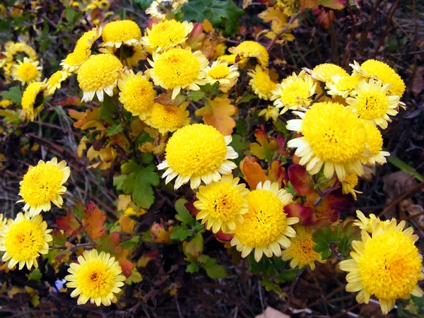 Sárga virágok — Stock Fotó