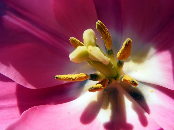 stock image Tulip