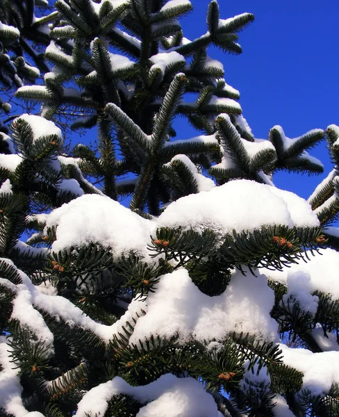 Çam ve kar — Stok fotoğraf