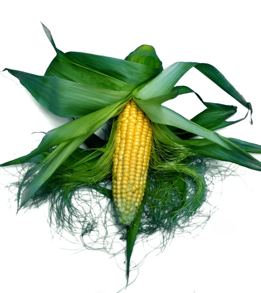 Corn Isolated On White — Stock Photo, Image