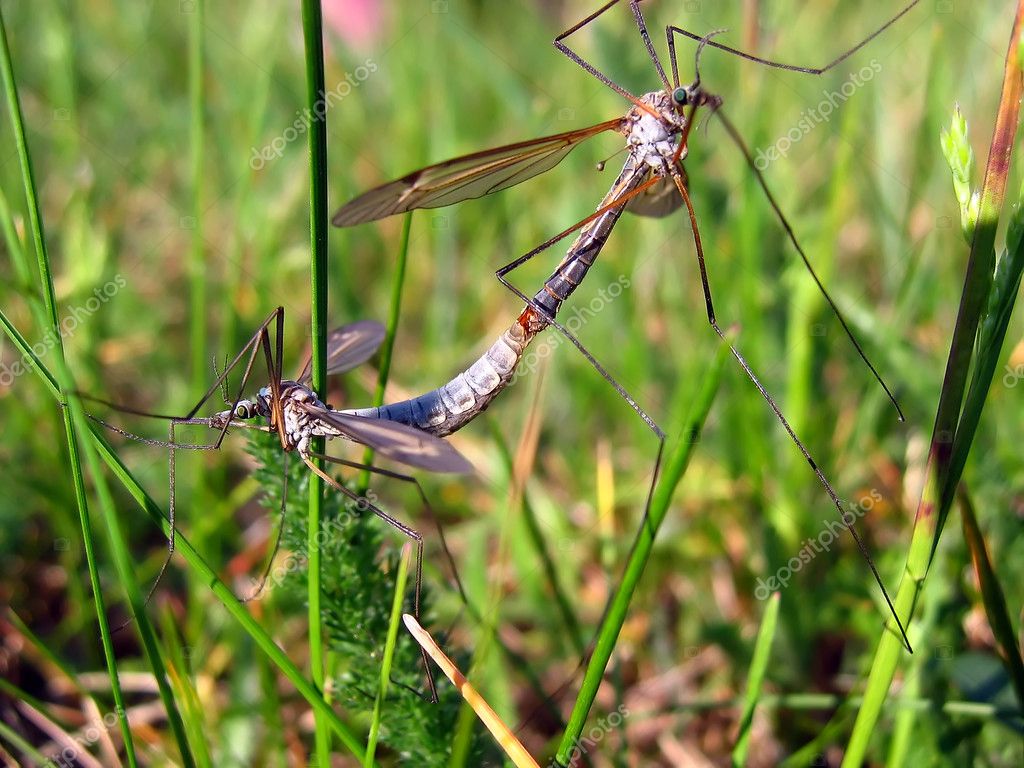 Insect sex — Stock Photo © anetkata #2205323