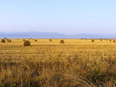 Hay balyaları