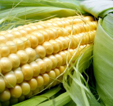 Corn clipart