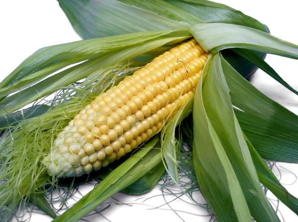 Backgropund kukurydzy — Zdjęcie stockowe