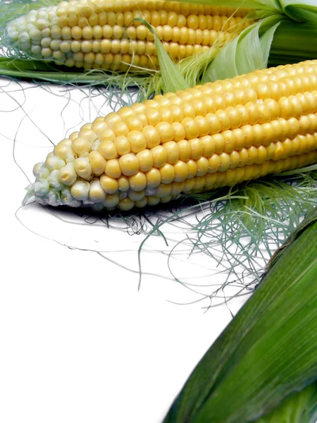 Maize Backgropund — Stock Photo, Image