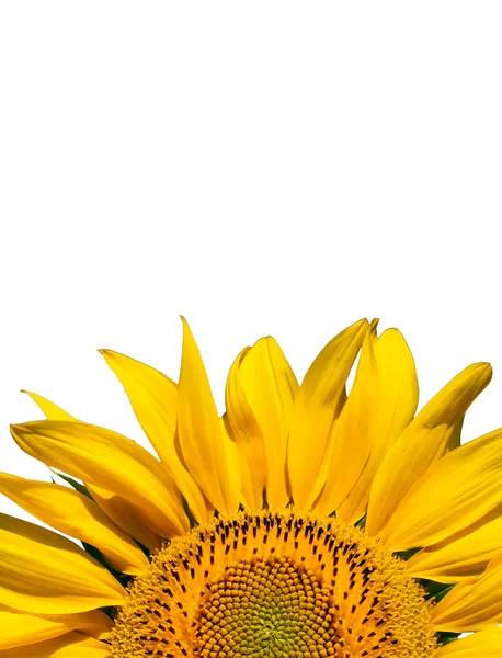 stock image Sunflower