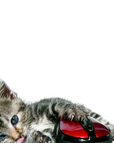 Γλυκό γατάκι παίζει με κόκκινο ποντίκι — Φωτογραφία Αρχείου