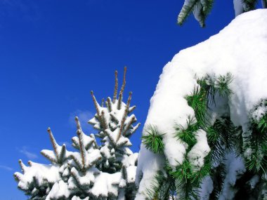 kar ve c ile gökyüzü ile Noel ağaçları