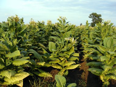 Tobacco Field clipart