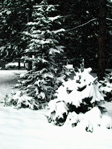 Joulupuut lunta ja taivasta c — kuvapankkivalokuva