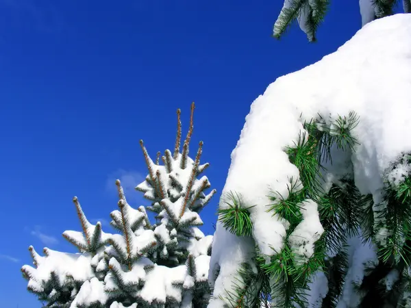Vánoční stromky se sněhem a obloha s c — Stock fotografie
