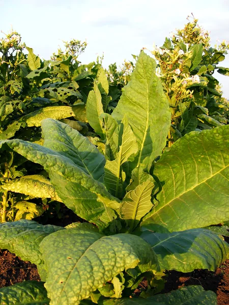 Tobacco Field — Stock Photo, Image
