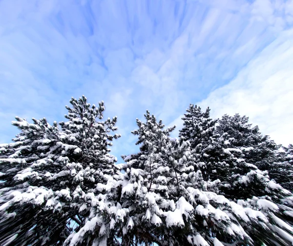 Vánoční stromky se sněhem a obloha s c — Stock fotografie