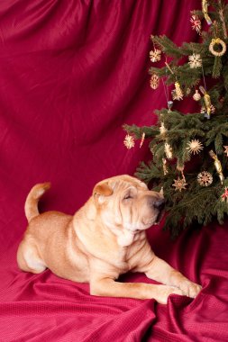 sharpei köpek