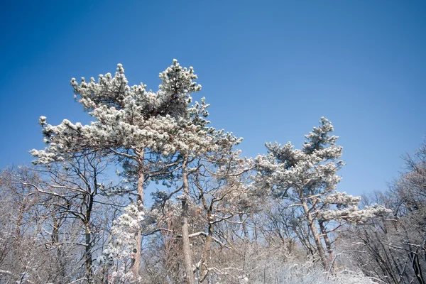 Pădure iarnă — Fotografie, imagine de stoc