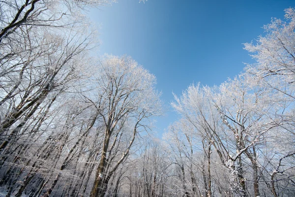 Las zimowy — Zdjęcie stockowe