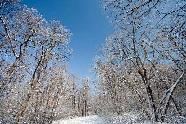 Pădure de iarnă înghețată — Fotografie, imagine de stoc