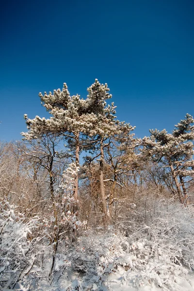 Hutan musim dingin beku — Stok Foto