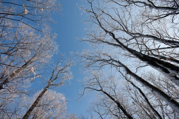 Forêt et ciel gelés d'hiver — Photo