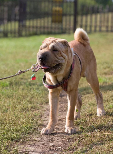 Пёс Шарпей в парке — стоковое фото