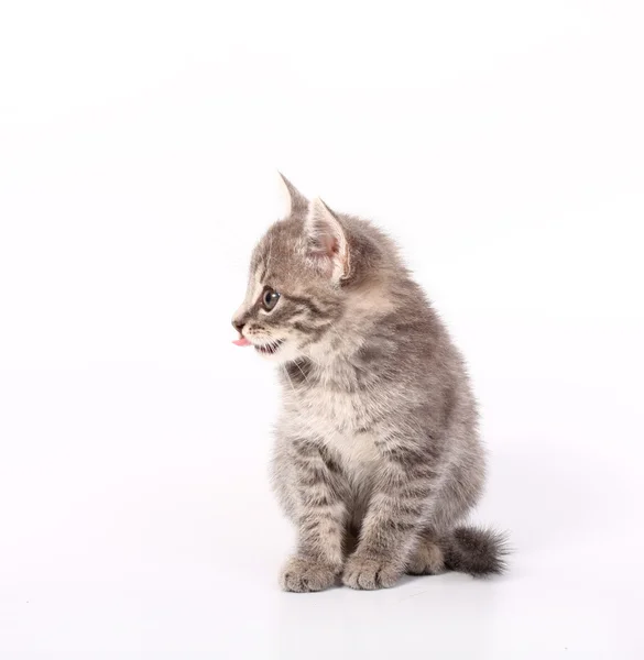 Coño gato —  Fotos de Stock
