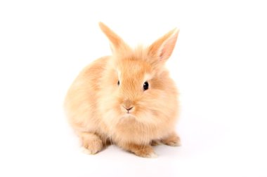 Young red rabbit clipart