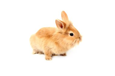 Young red rabbit clipart