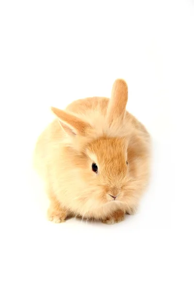 Genç kırmızı tavşan — Stok fotoğraf