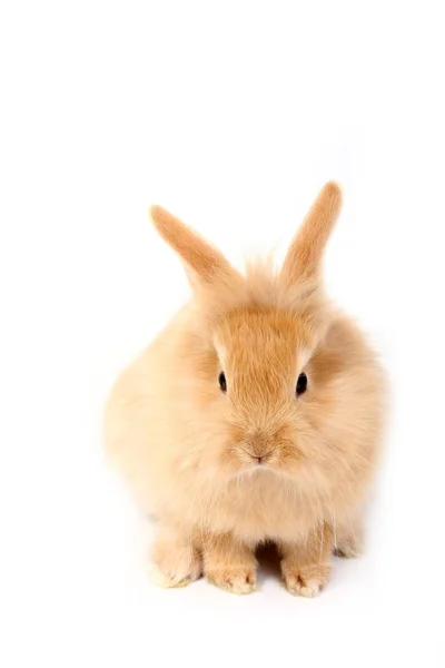 Giovane coniglio rosso — Foto Stock