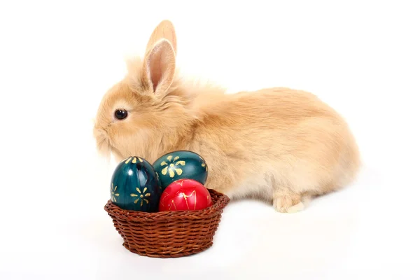 Rabbit with easter eggs — Stock Photo, Image