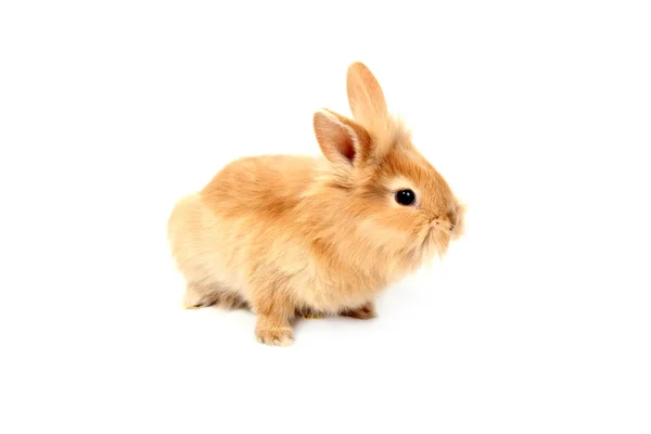 Conejo rojo joven —  Fotos de Stock