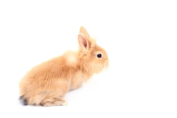 Giovane coniglio rosso — Foto Stock