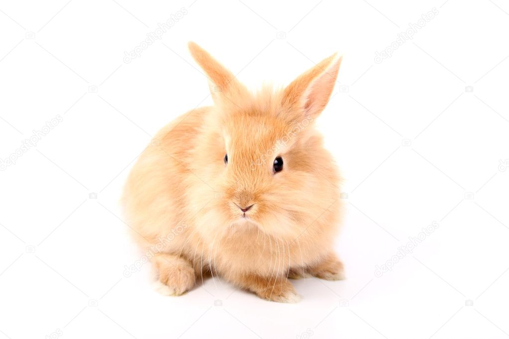 Young red rabbit