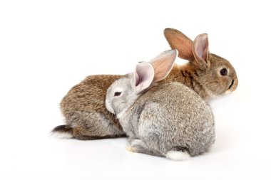 Young rabbits clipart