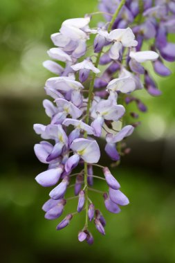 çiçekli wisteria