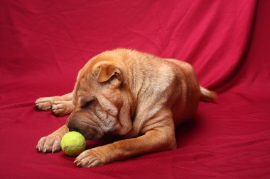 sharpei köpek