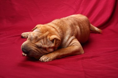 sharpei köpek