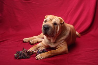 sharpei köpek