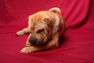 sharpei köpek