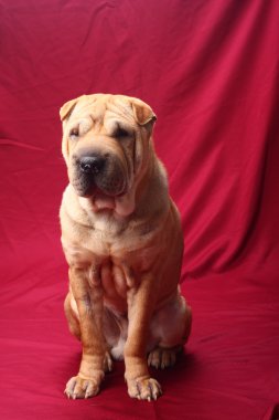 sharpei köpek