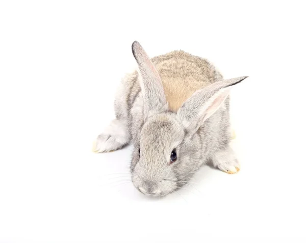 Giovane coniglio grigio — Foto Stock