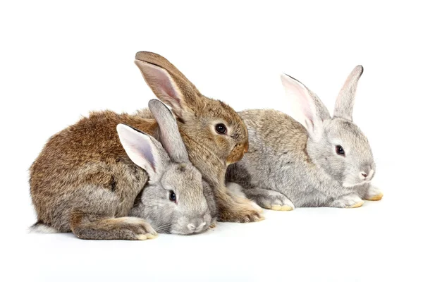 Three rabbits — Stock Photo, Image