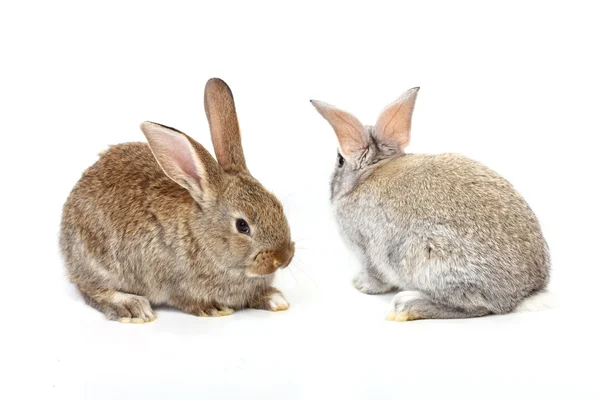 Unga kaniner — Stockfoto