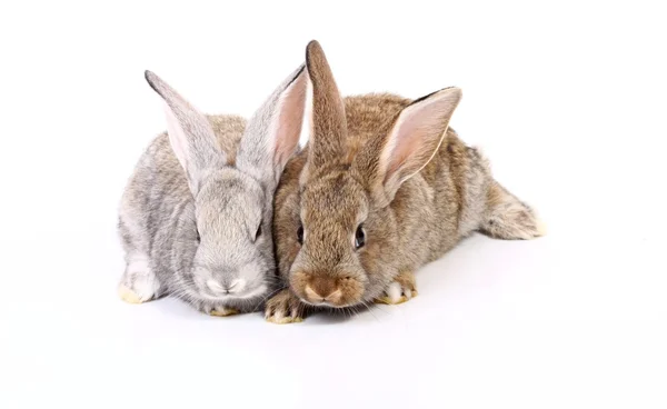 Genç tavşanlar — Stok fotoğraf