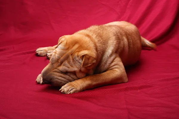 Vlčáky pes — Stock fotografie