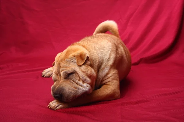シャーペイ犬 — ストック写真