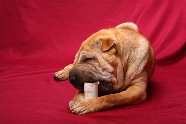 シャーペイ犬 — ストック写真