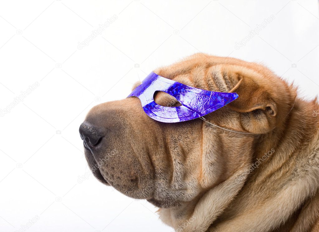 Sharpei dog wearing mask