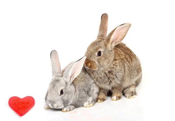 Conejos jóvenes curiosos —  Fotos de Stock